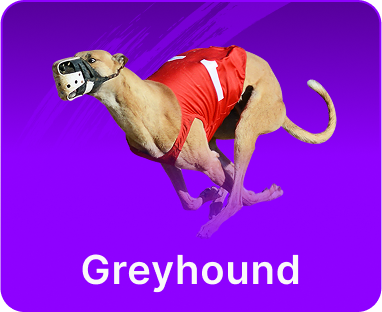 greyhound